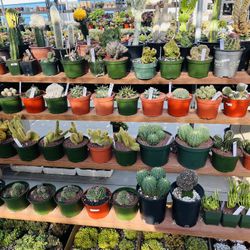 Rare Succulents And Cactus Imported On Sale $25 Up To $$$ Walk-in Only $500