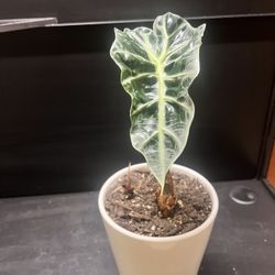 Plant - Alocasia Polly