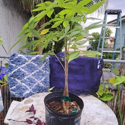 Money Tree 3 Foot, 3 Gallons