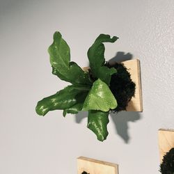 Mounted Fern 🌱