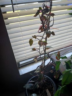Plants