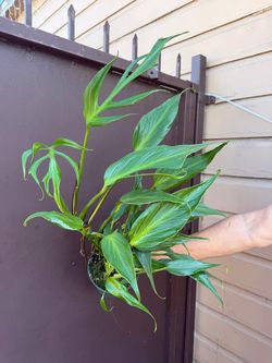 6” monstera burle marx flame very full