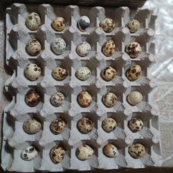 Quail Codorniz Huevo Fertile