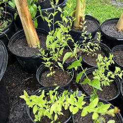 Henna Plant 