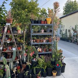 Succulent’s 2 Dlrs Up