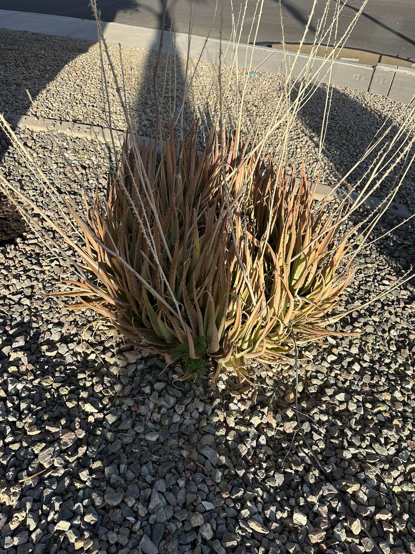 Alovera plants (free)