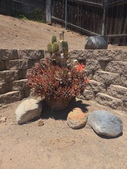Free plant