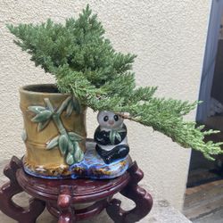 Bonsai plants $50 each Japanese garden juniper