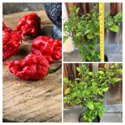 Fruiting Insanely Hot Carolina Reaper Spicy 🌶️ Peppers Chili Pepper Veggie Vegetable Garden around 3 FT Tall  Cash only  Pick up in North San Jose, B