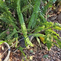 Elecho grande. X  10 