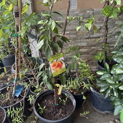 Owari Satsuma Mandarin Tree - Potted & Ready for Planting