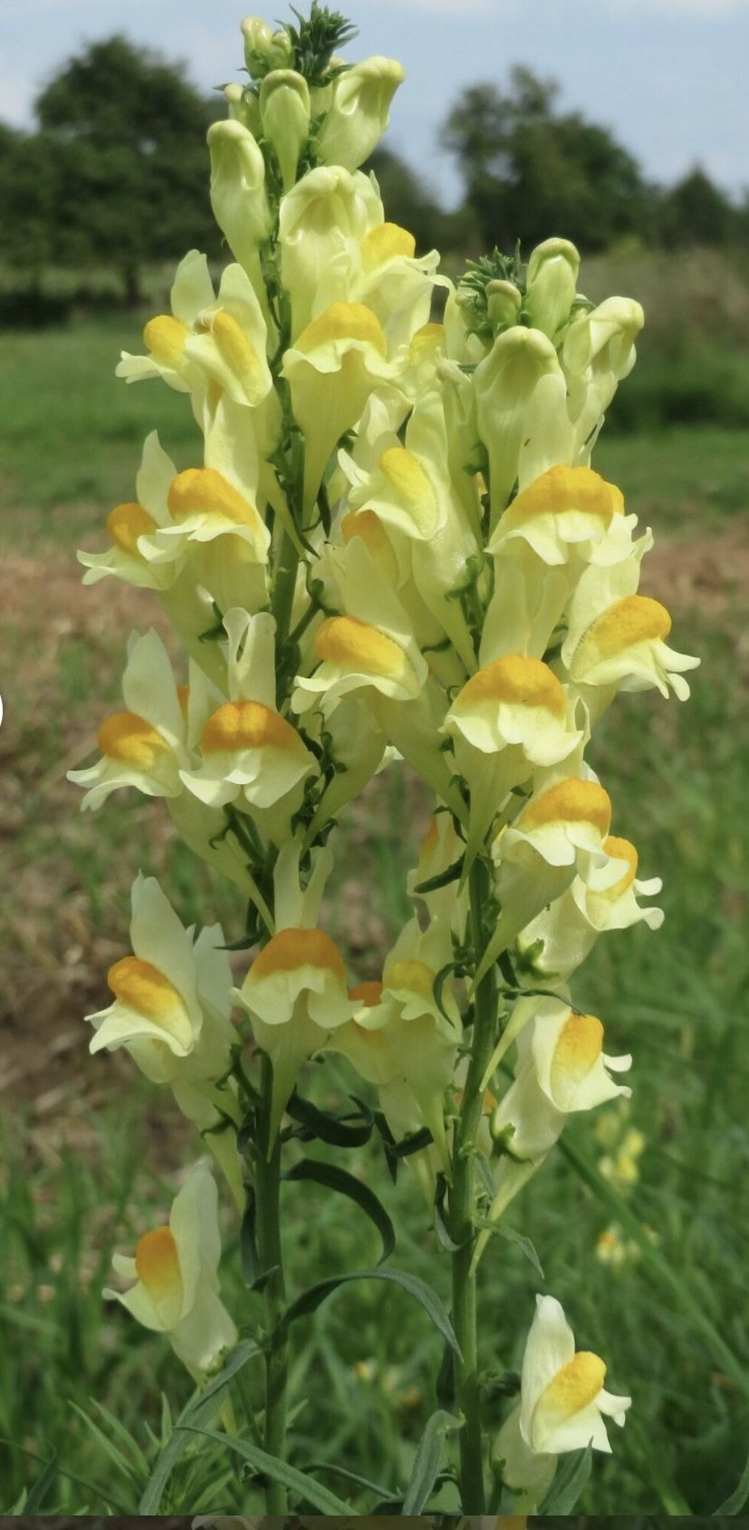 Yellow Toadflax, Feverfew, Calendula Plants