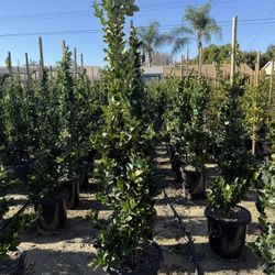 Waxleaf Privet Hedge