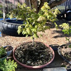 Maple Bonsai