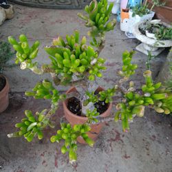 Planta Suculenta Ear Shrek