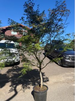 ‘Seiryu’ upright laceleaf Japanese maple tree —