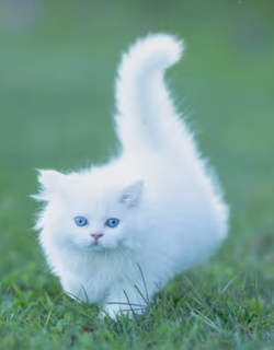 OfferUp - order attribution check