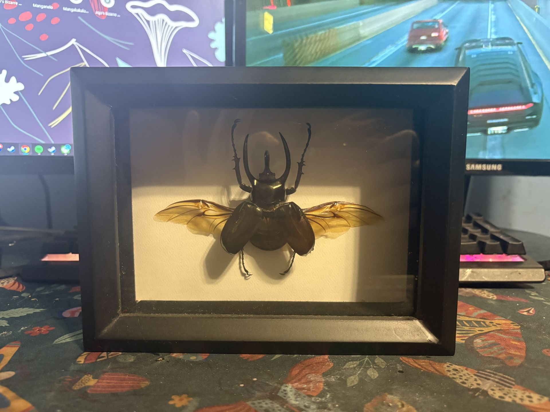 Atlas Beetle Specimen shadowbox