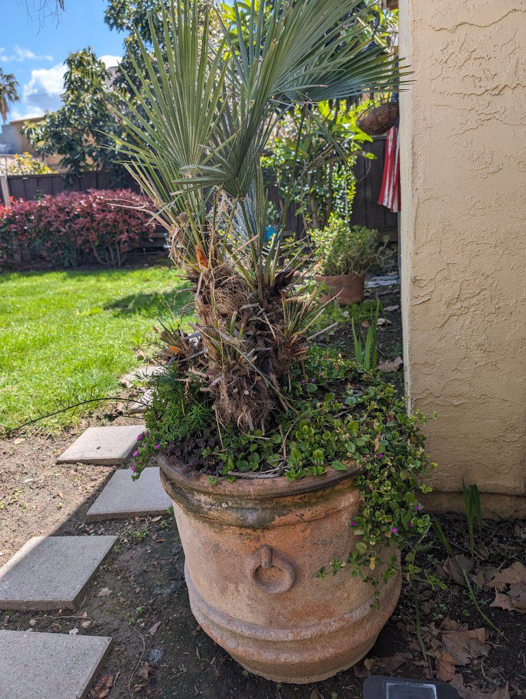 Plants And Pots 