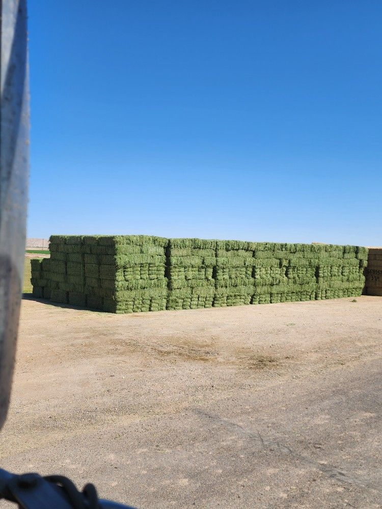 Premium Alfalfa Hay