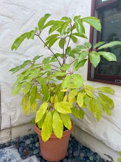 Australian Umbrella Plant