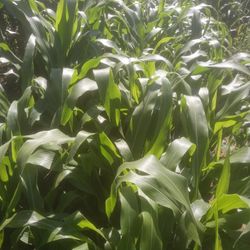 HOJA DE MILPA