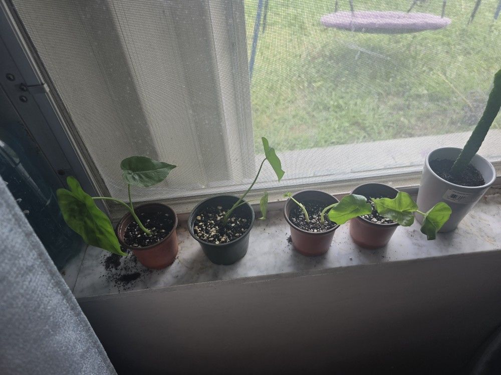 Alocasia Odora Elephant Ear Seedlings