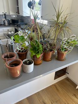 Self Watering Planters and Plants