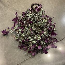 Wondering Jew Hanging Plant 