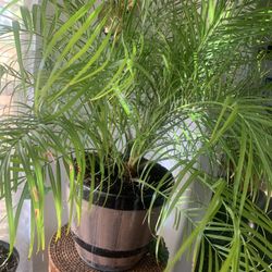 Nice plant for inside!  