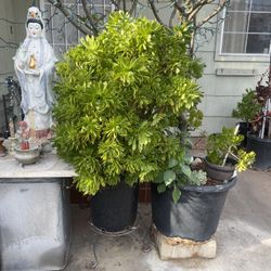 Plant For Sale