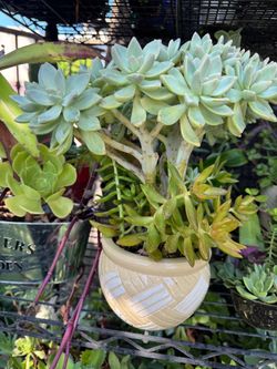 Gorgeous crested tree 🌳