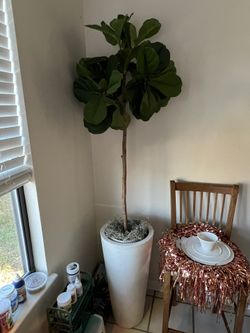 Plant Faux