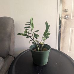 Great Starter Zz Plant 