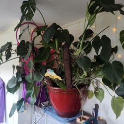 4 Year Old Monstera Plant!