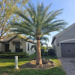 silvester Palms all sizes available  Instant decoration  all sizes available 