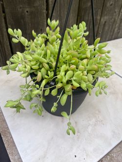 plant for room on hangle