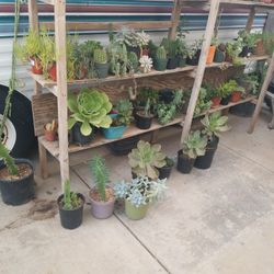 Succulents And Cactus Different Prices 