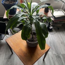 House Plant With Pot