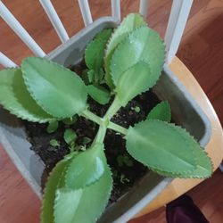 Mother Of Thousands Plant 