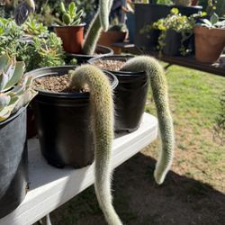 Cactus 🌵 