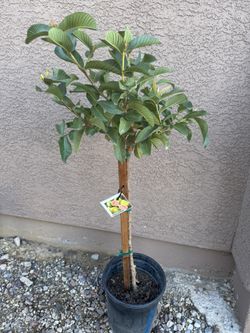 Guava Tree Ruby Supreme 