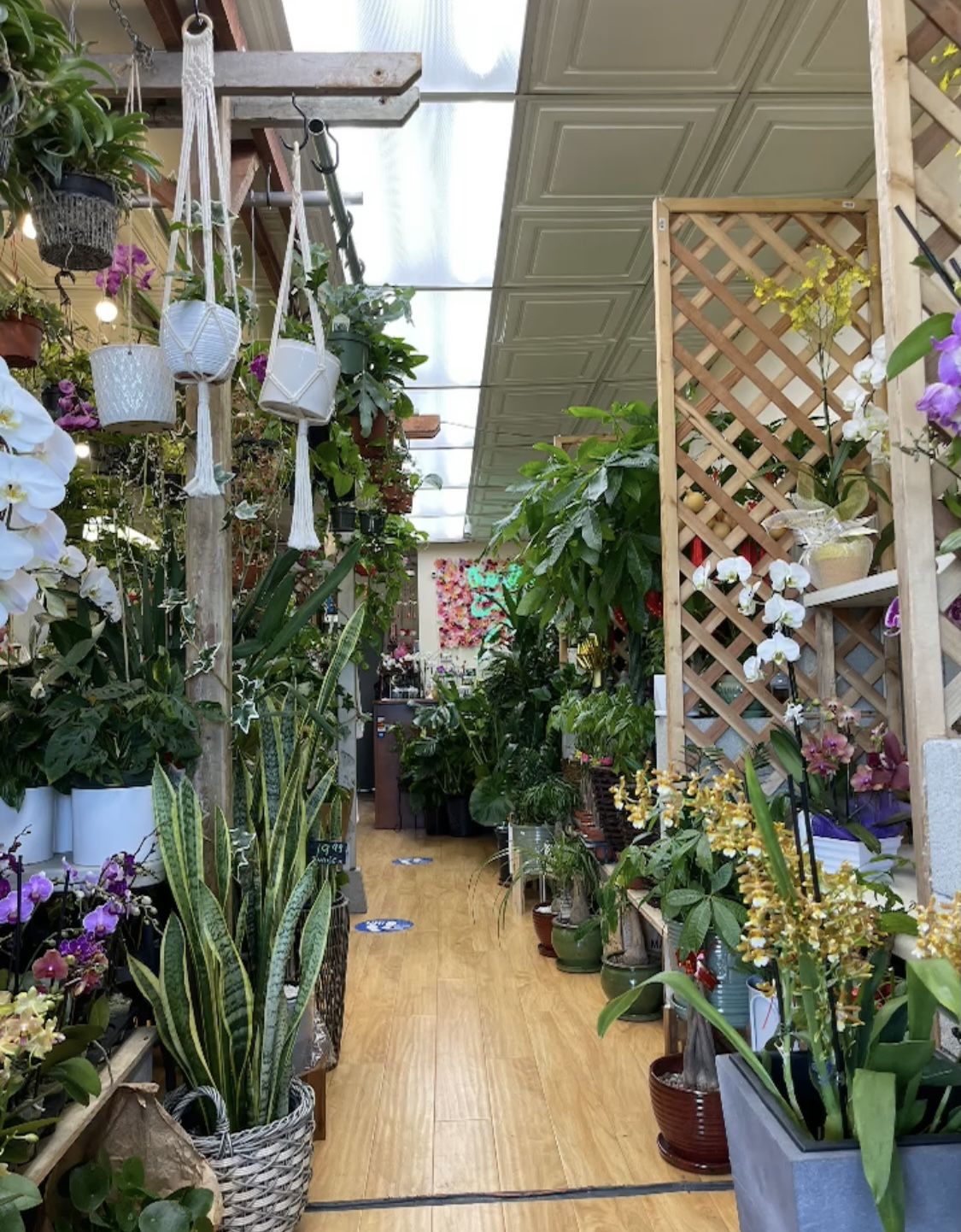 Trendy Flower Plant Shop Indoor Plants 