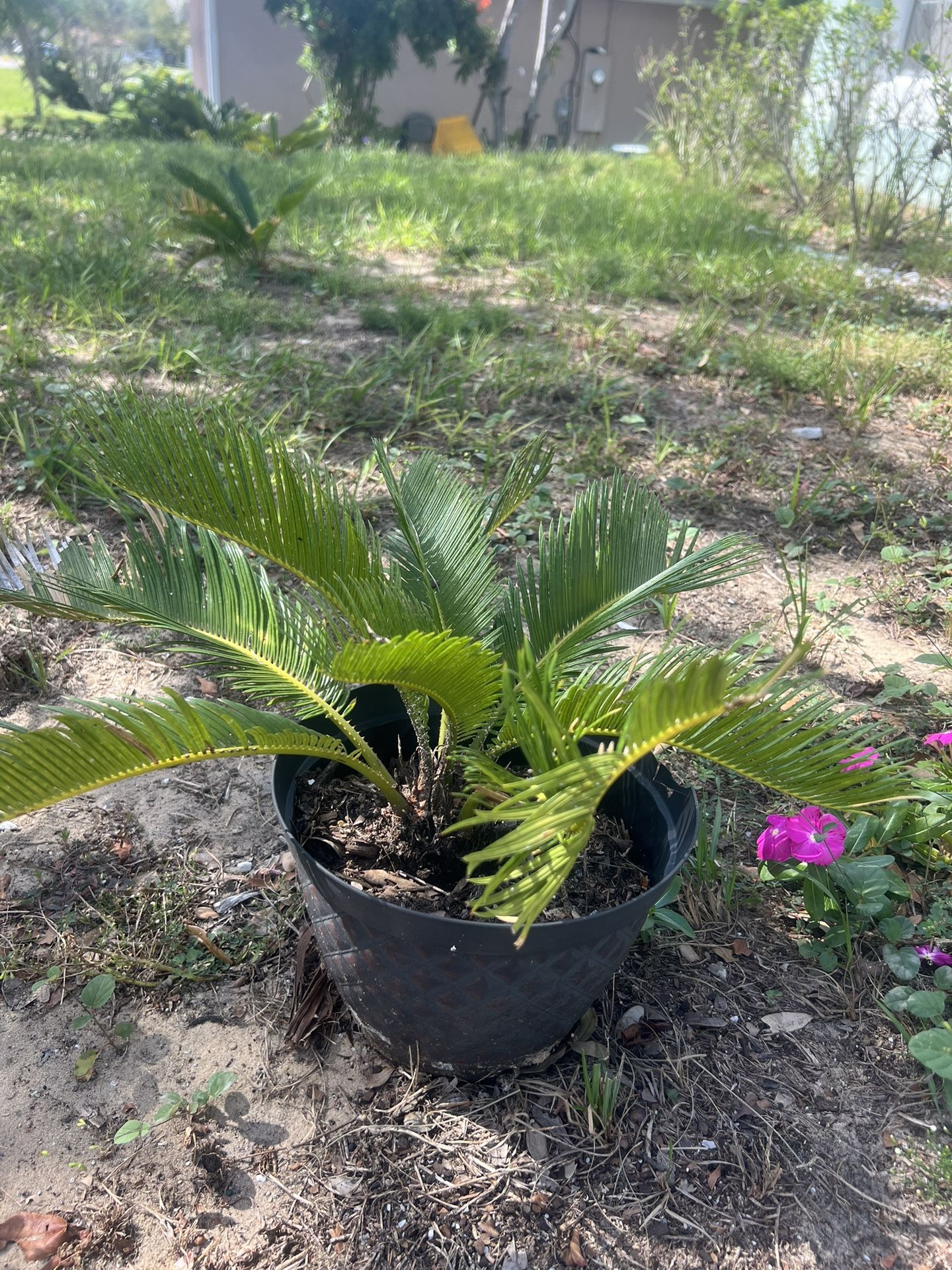 Sago Palm