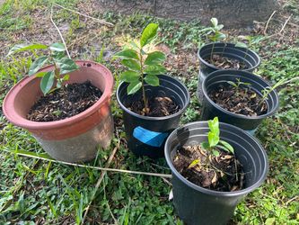 Guanabana soursop