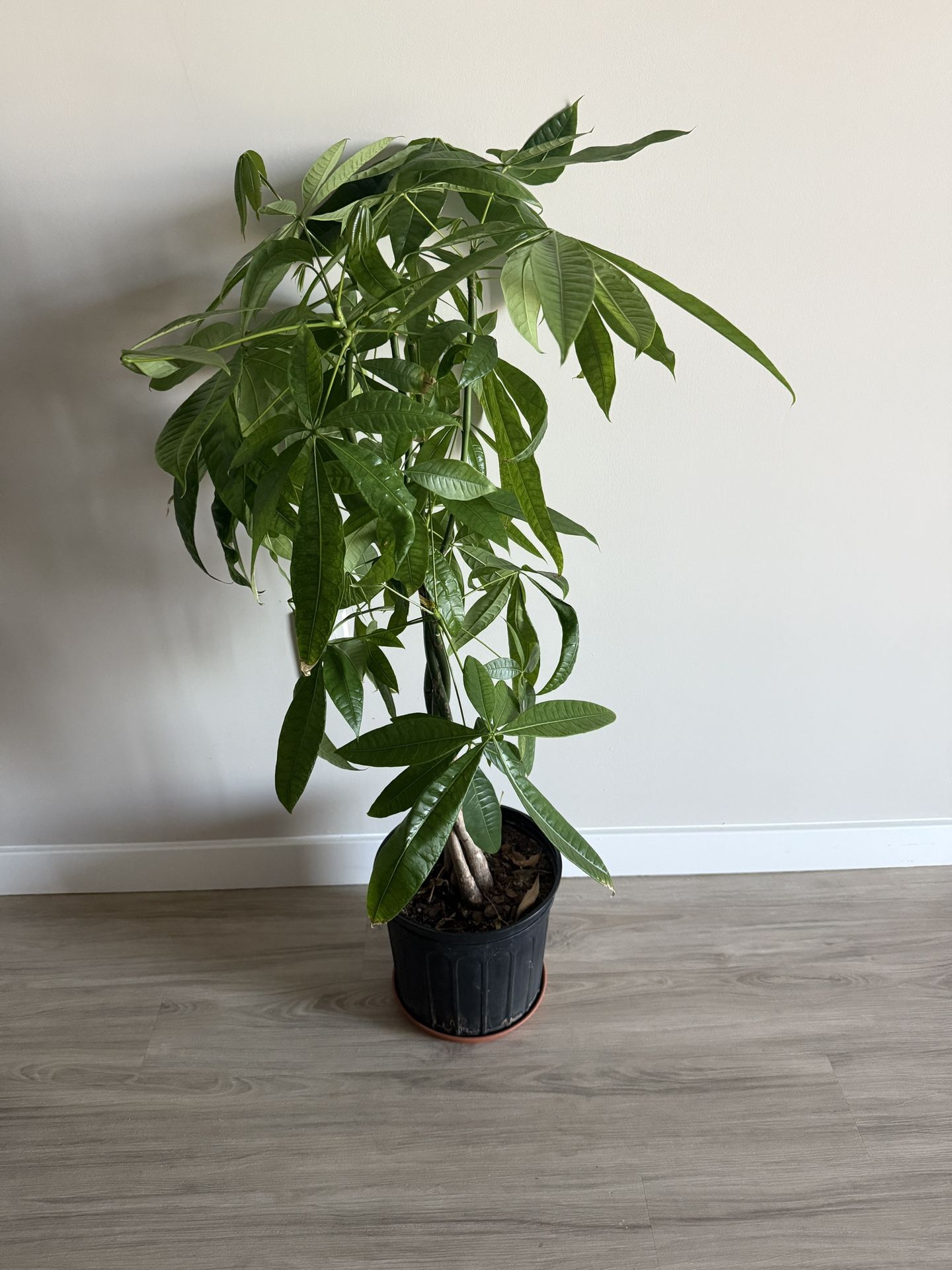 Large Healthy Money Tree Plant – Brings Good Vibes & Style!