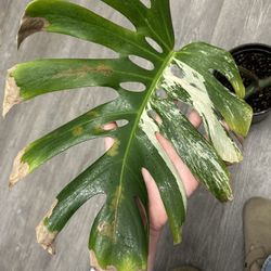 Monstera Albo Cutting