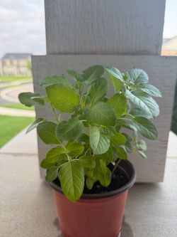 Indian tulsi plant