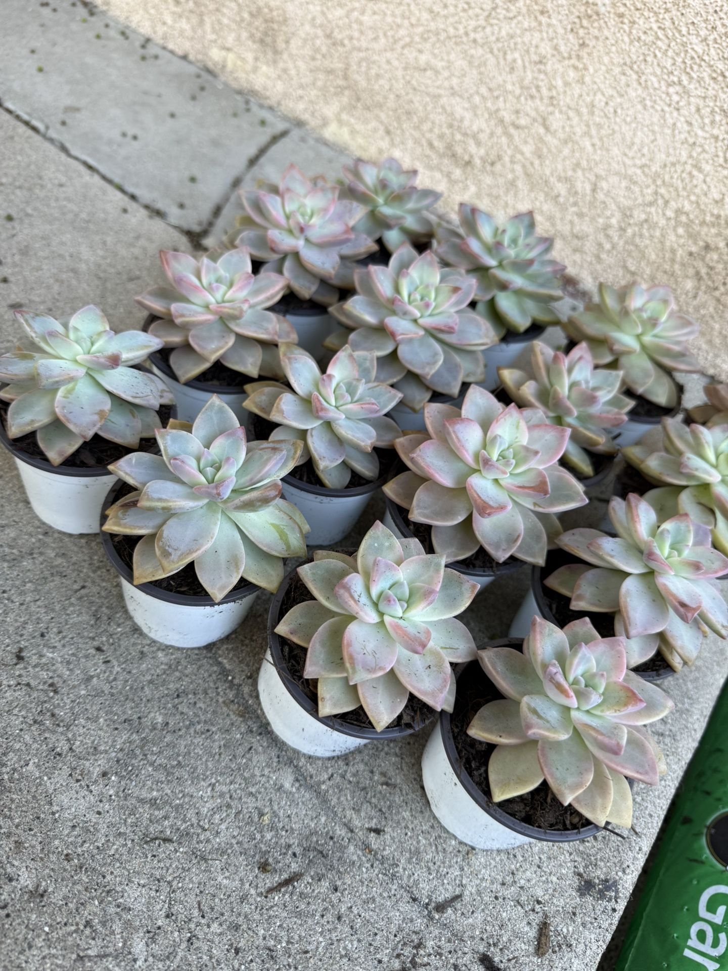 Rosette Succulents