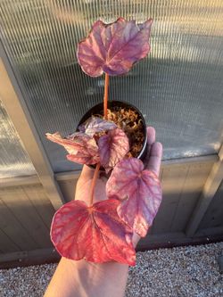 Rex Begonia Inca Flame